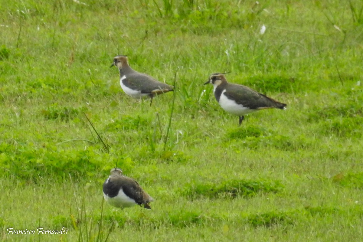 Northern Lapwing - Francisco Fernandes