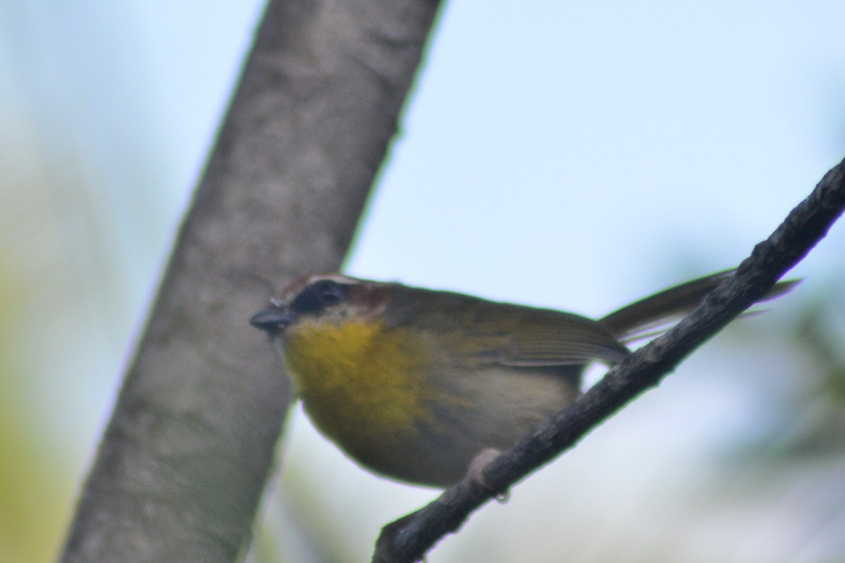 Rufous-capped Warbler - ML38145811