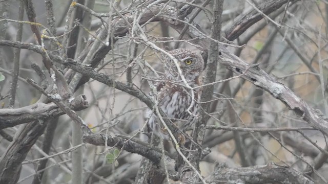 Pearl-spotted Owlet - ML381461051