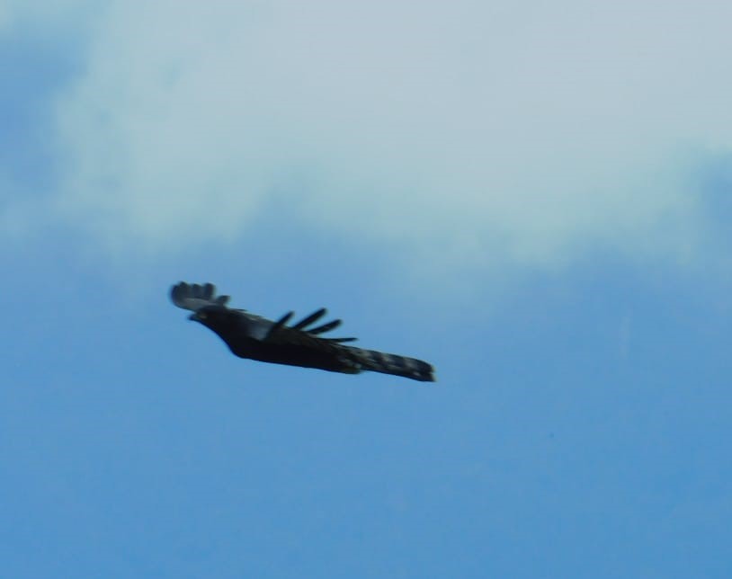 Black Hawk-Eagle - ML381461961
