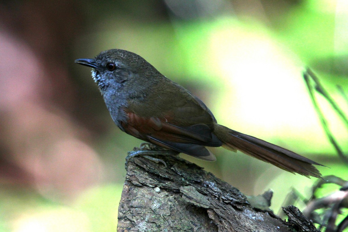 Gray-bellied Spinetail - ML381481671