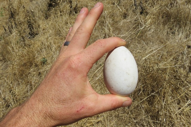 Pink-footed Shearwater egg. - Pink-footed Shearwater - 