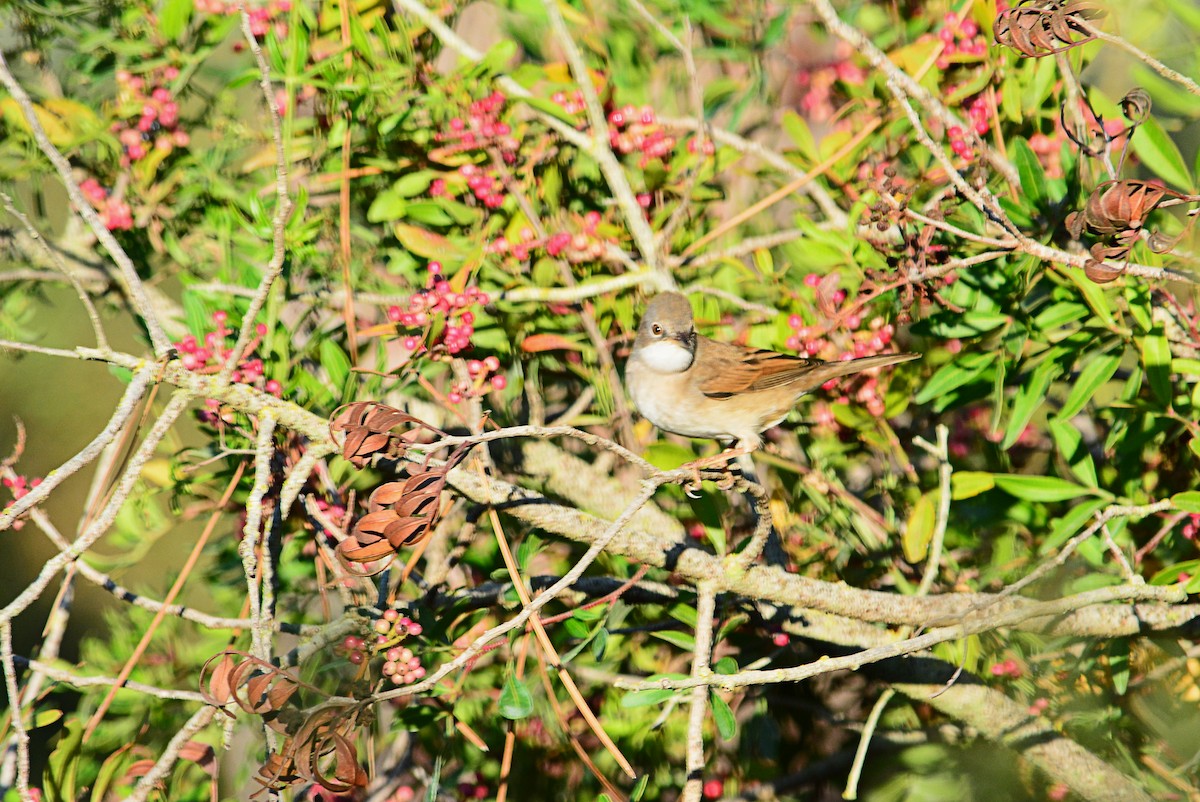 Greater Whitethroat - Paulo Narciso