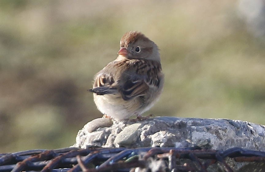 Field Sparrow - ML381490901