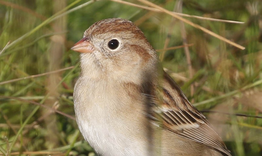 Field Sparrow - ML381490911