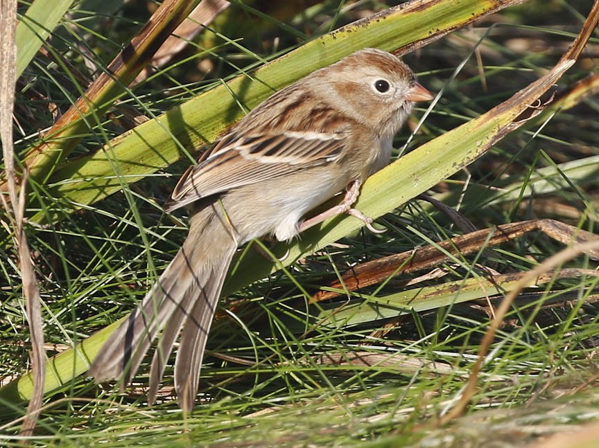 Field Sparrow - ML381490921