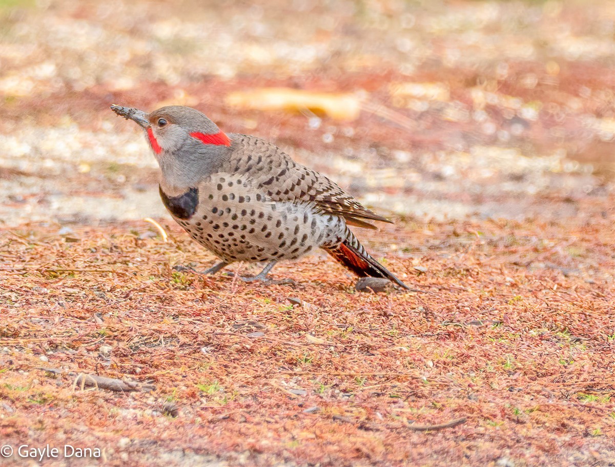 Northern Flicker (Yellow-shafted x Red-shafted) - ML381495171
