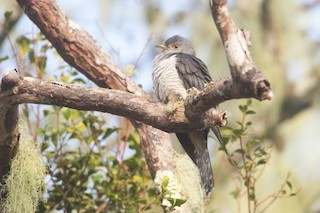  - Madagascar Cuckoo