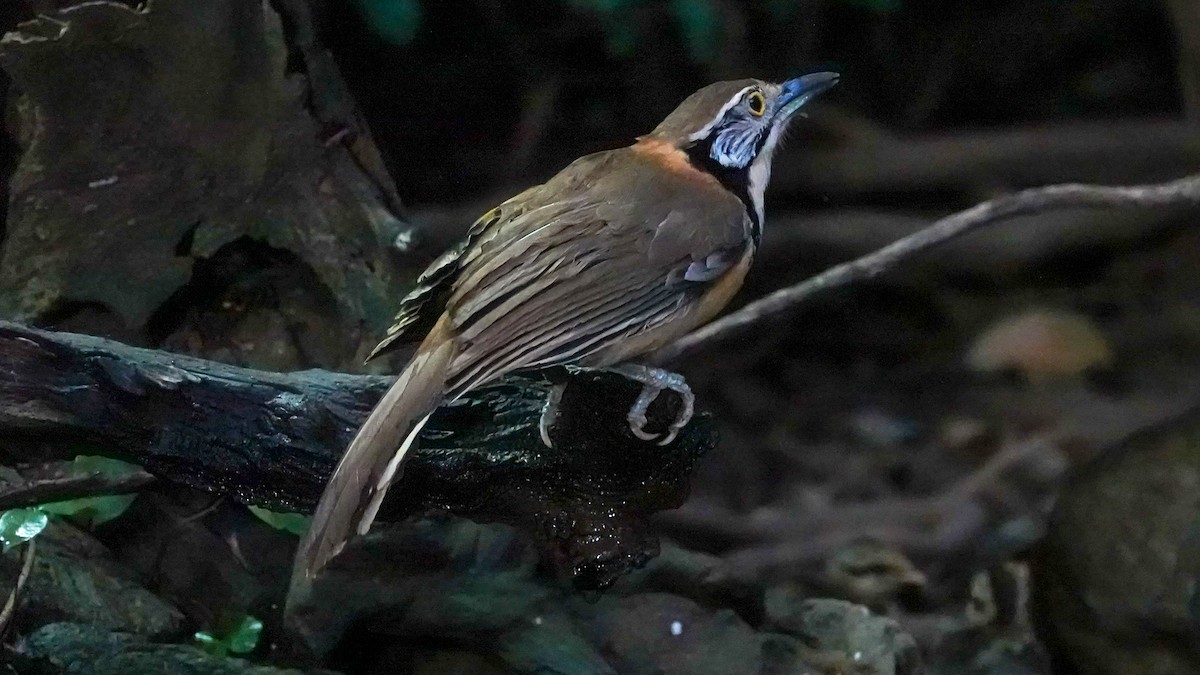 Lesser Necklaced Laughingthrush - ML381497491