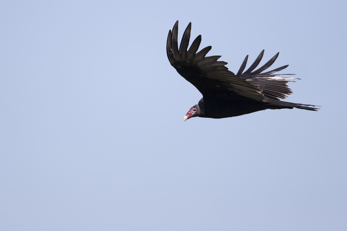 Turkey Vulture - Michael Stubblefield