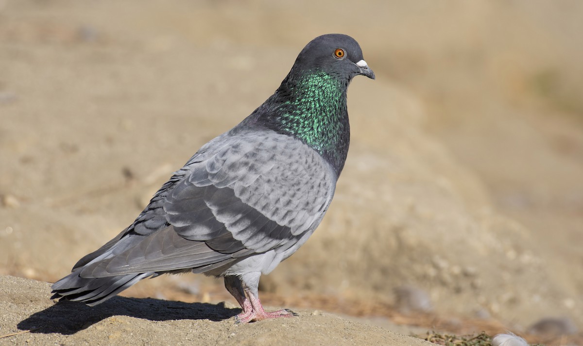 Rock Pigeon (Feral Pigeon) - Marky Mutchler