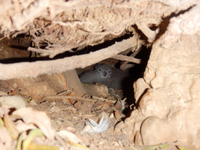 Downy chick in burrow. - Pink-footed Shearwater - 