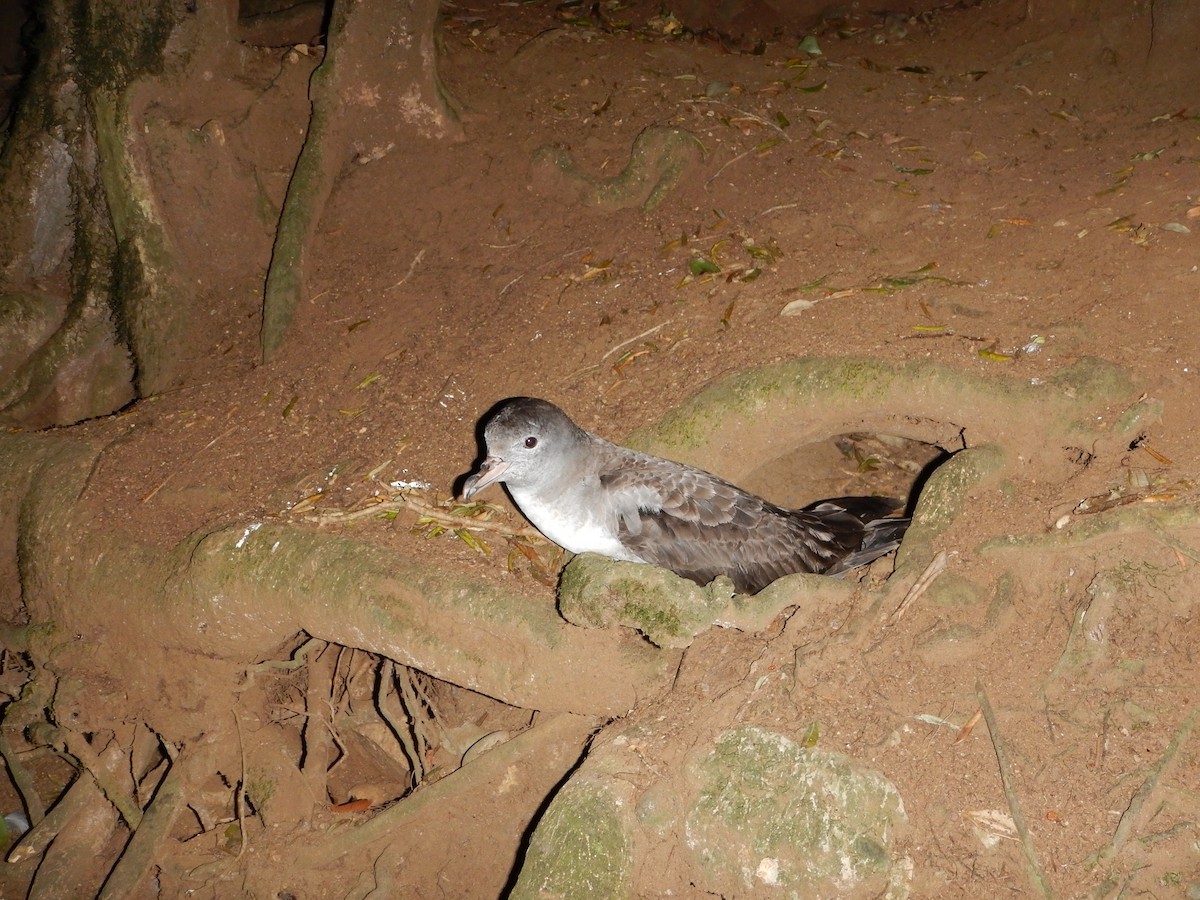 Pink-footed Shearwater - ML381502361