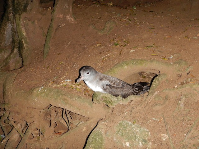 Adult in front of nest-burrow entrance; Isla Mocha, Chile. - Pink-footed Shearwater - 