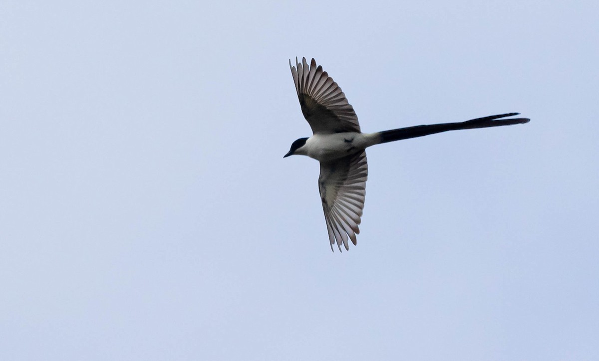 Fork-tailed Flycatcher - ML381503321