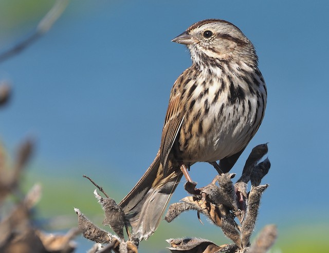 Song Sparrow (heermanni Group)