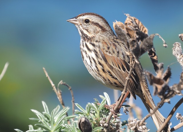 Song Sparrow (heermanni Group)