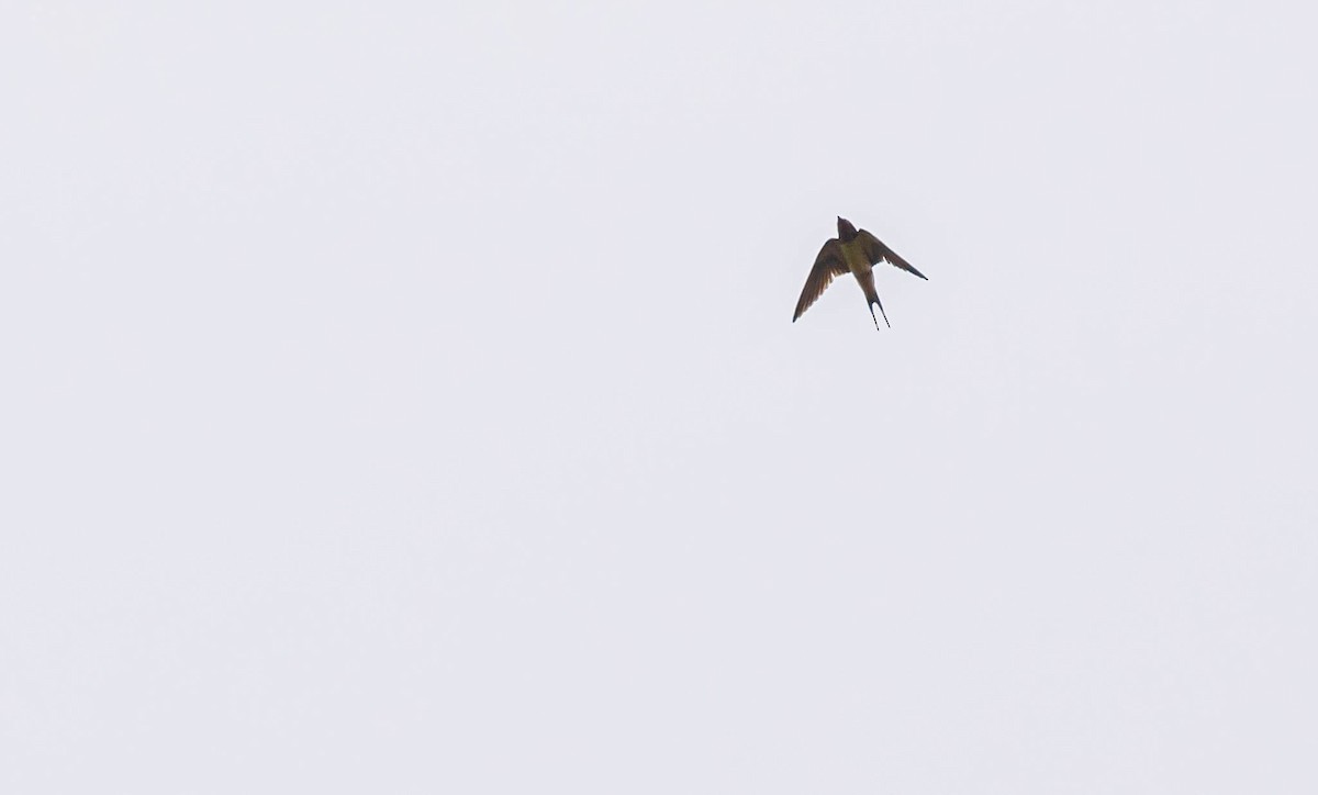 Barn Swallow - David Monroy Rengifo