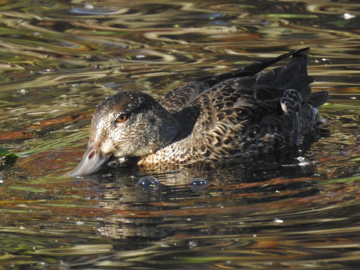 Green-winged Teal - ML381510531