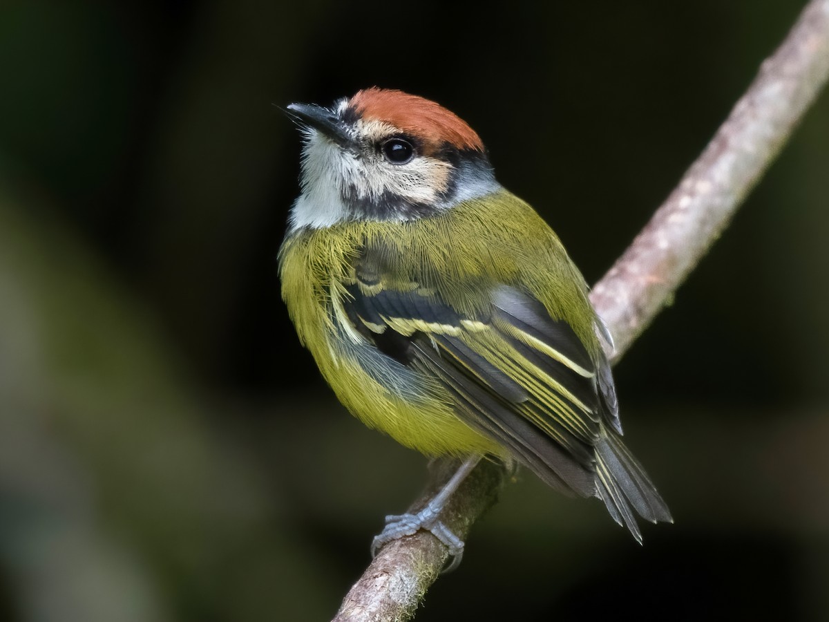 Rufous-crowned Tody-Flycatcher - Poecilotriccus ruficeps - Birds of the ...