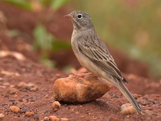  - Gray-necked Bunting