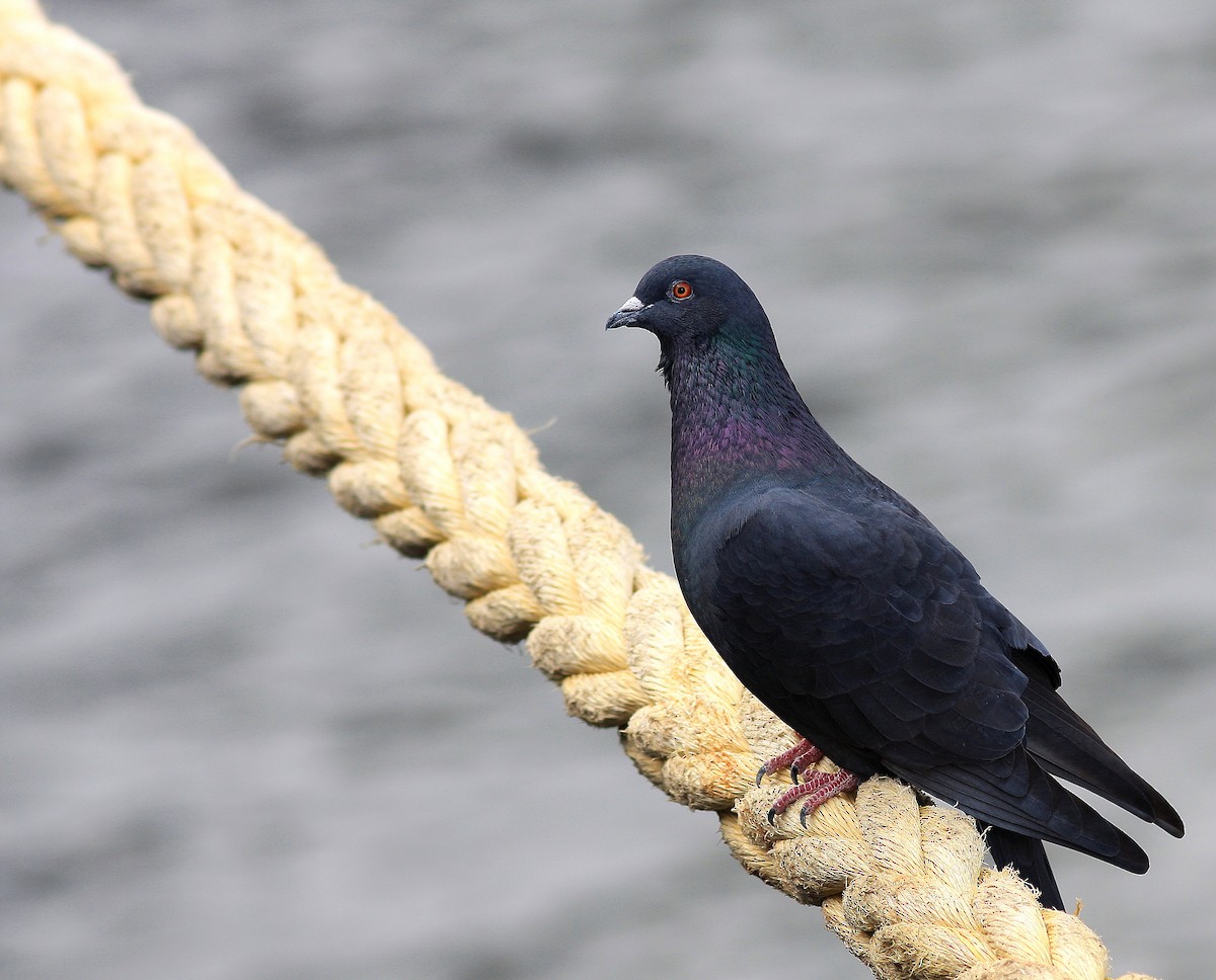 Rock Pigeon (Feral Pigeon) - Guy Poisson