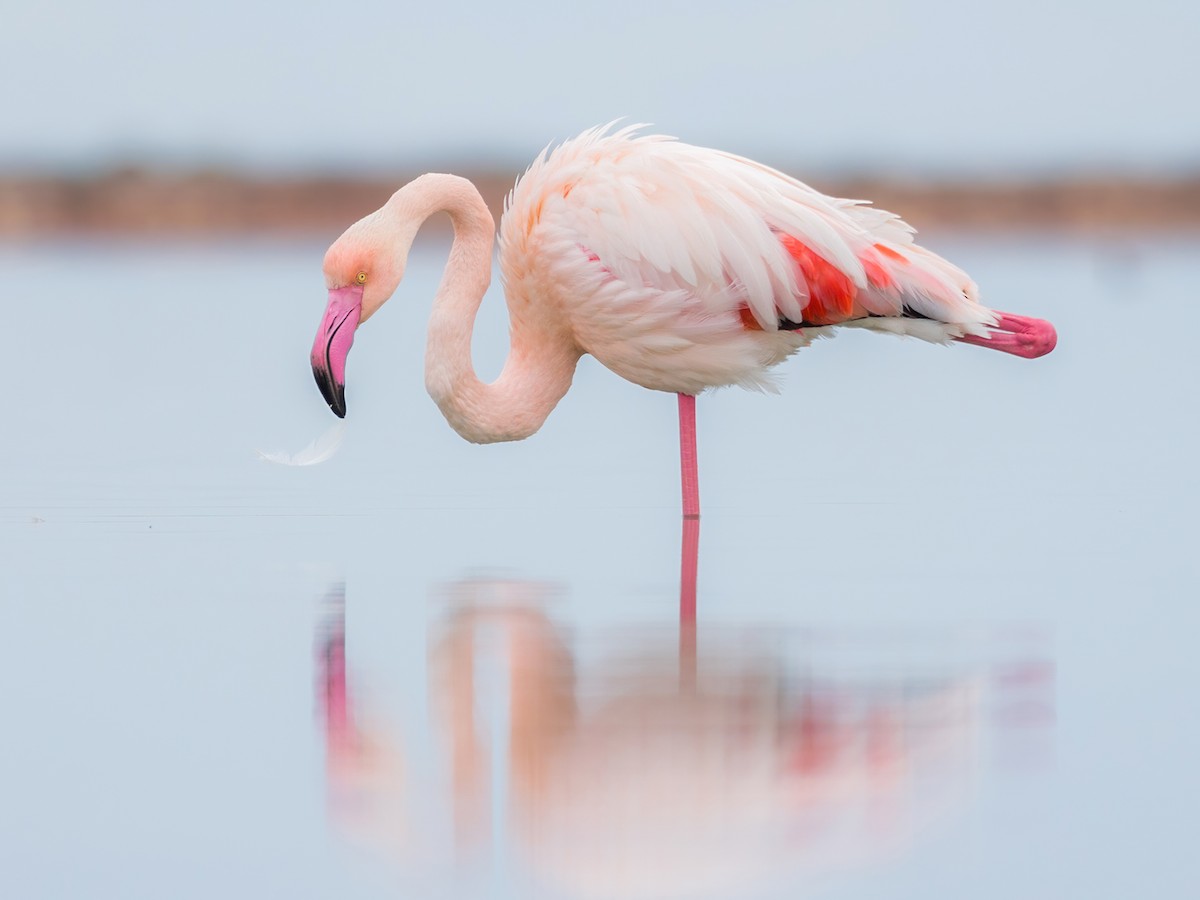 Greater Flamingo Ebird