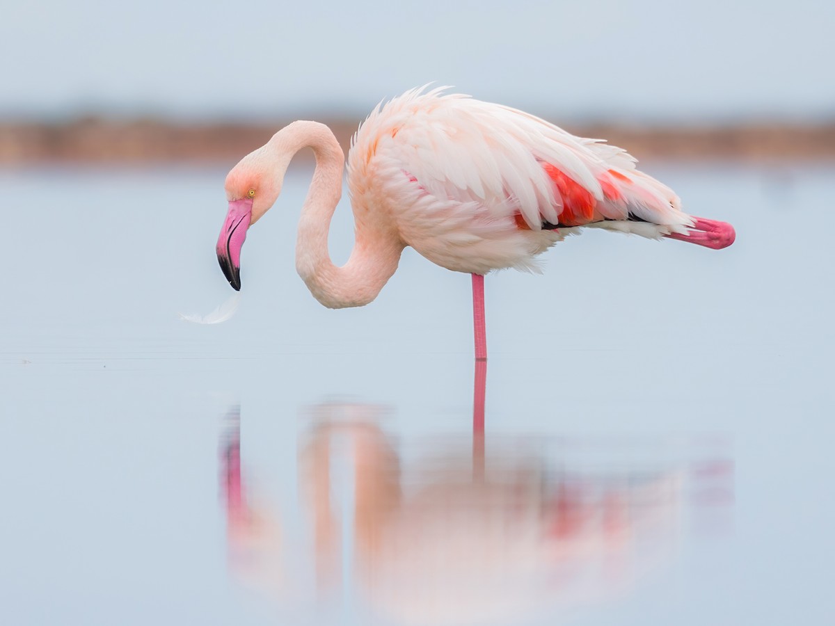 greater flamingo