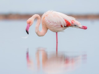  - Greater Flamingo