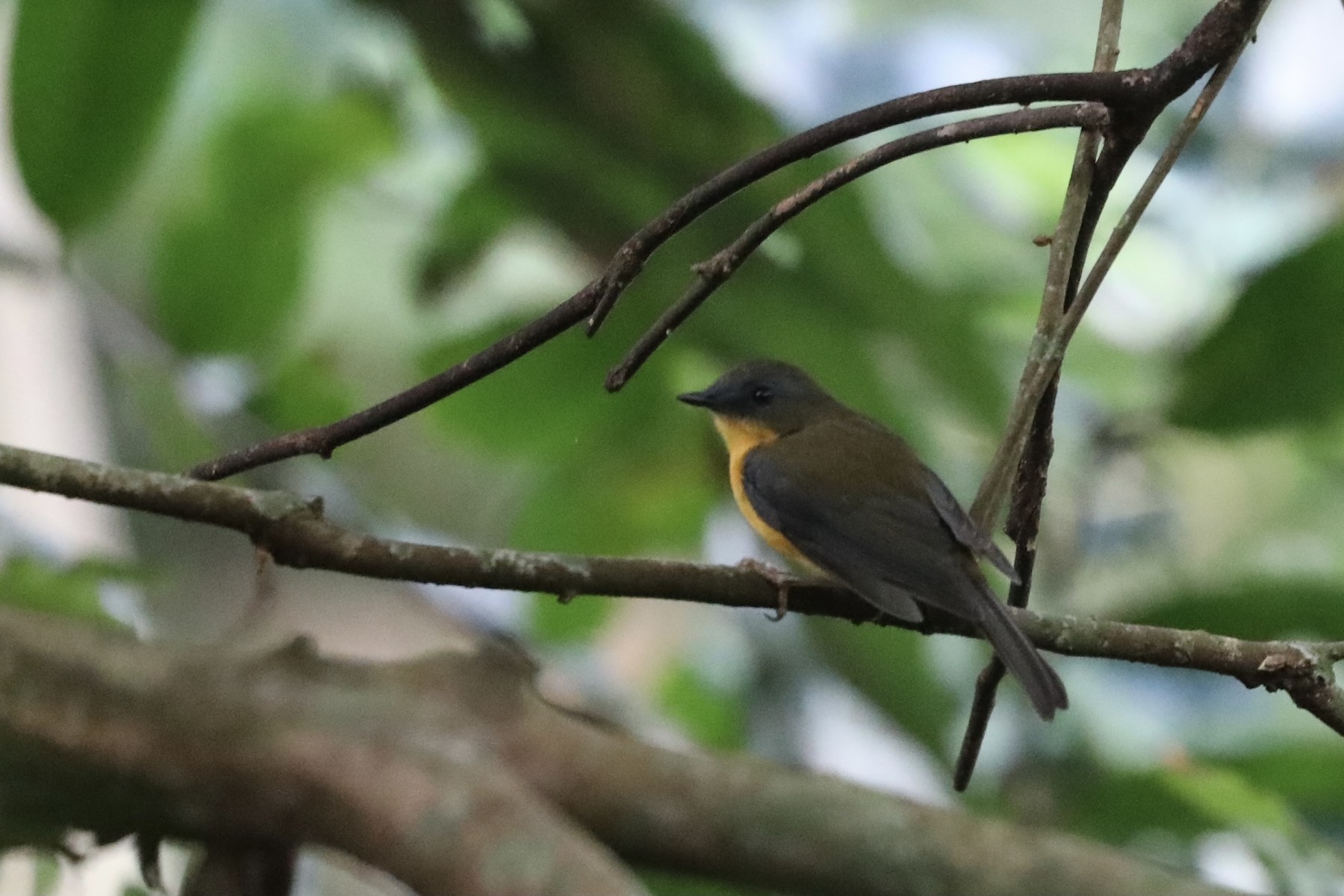 east-coast-akalat-montane-ebird