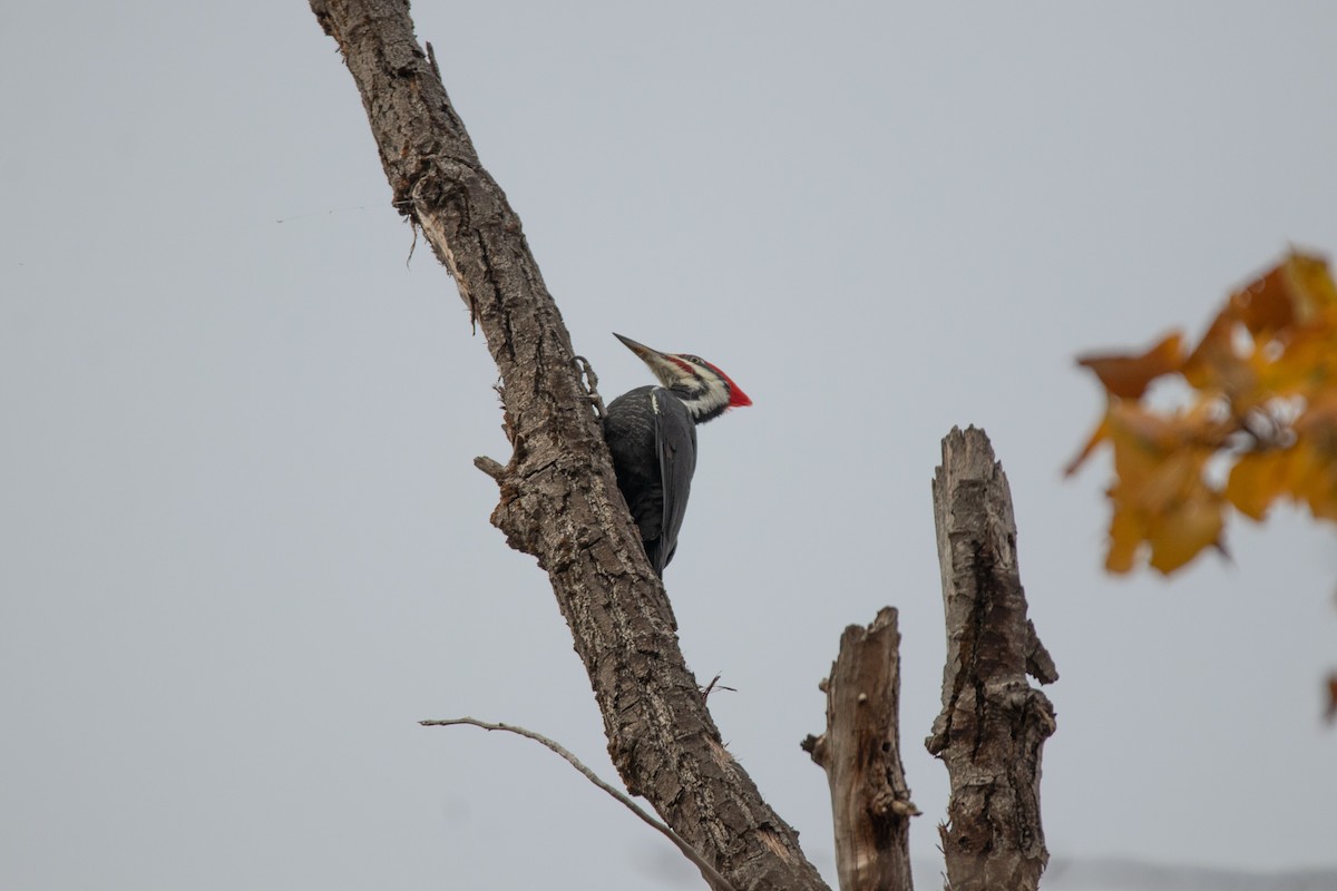 Pileated Woodpecker - ML381528031