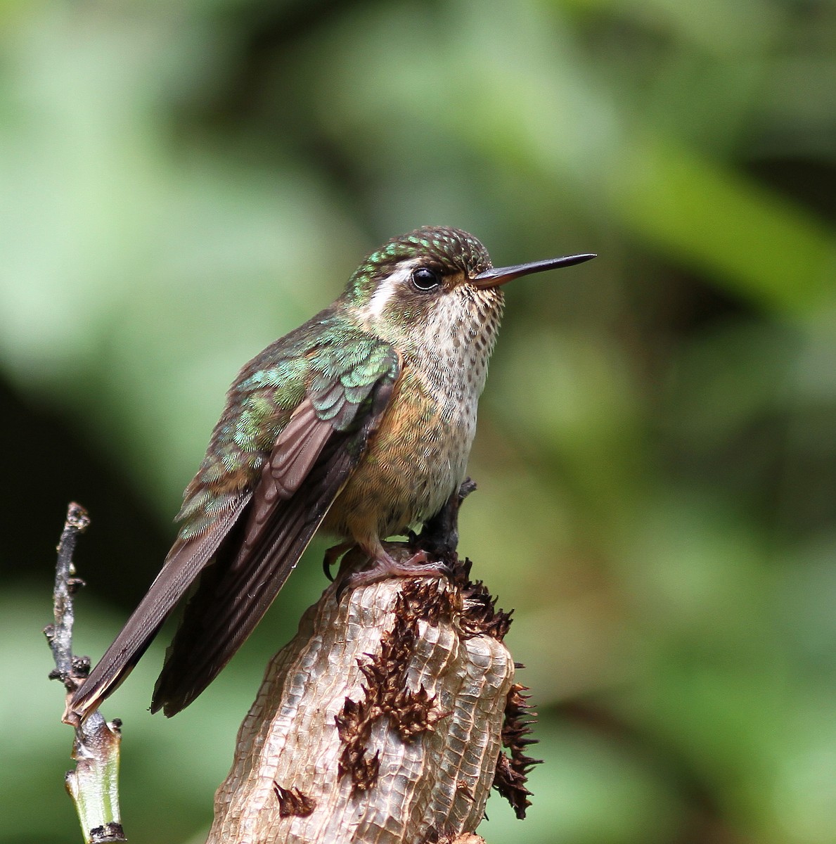 Speckled Hummingbird - ML38152951