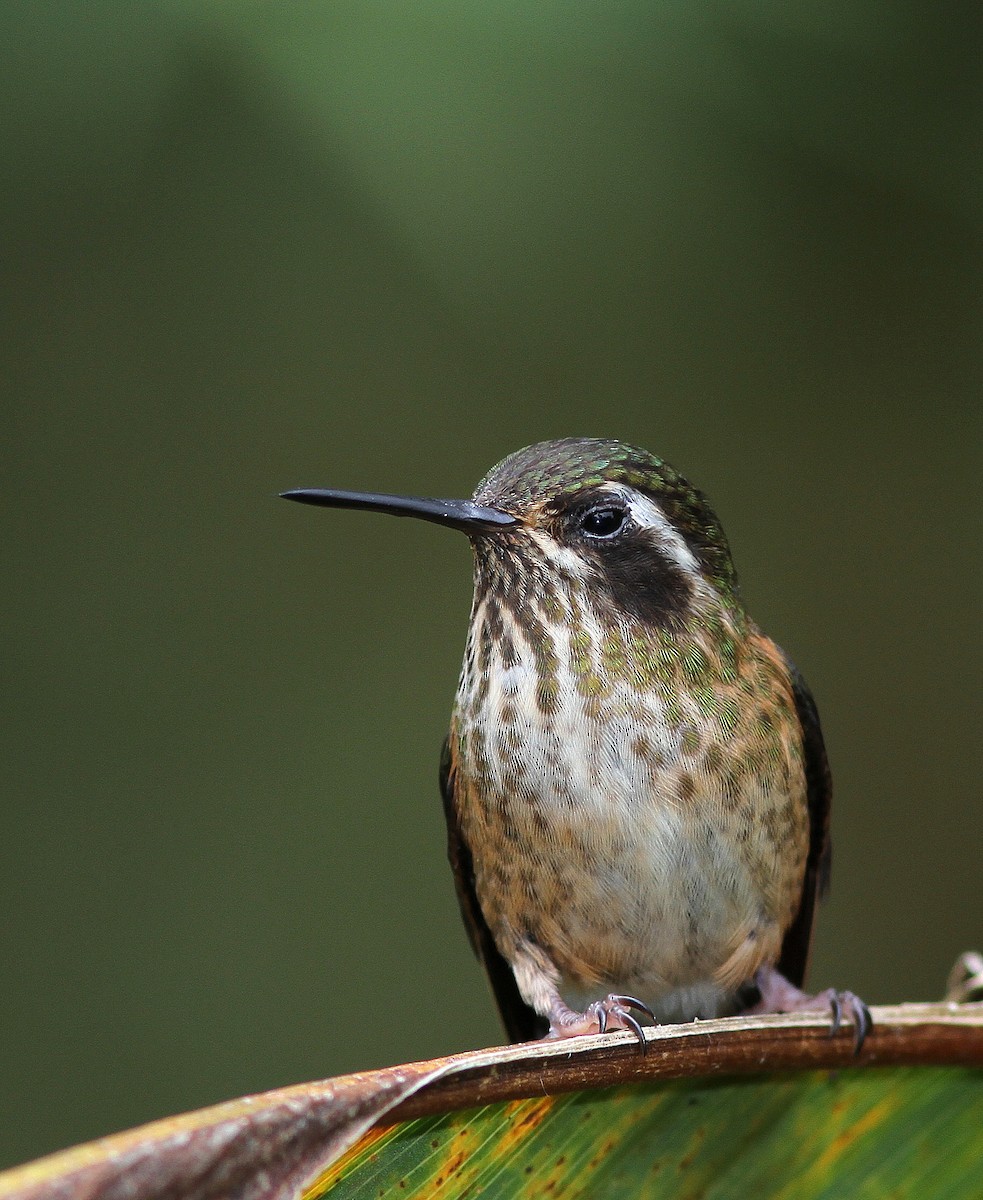 Speckled Hummingbird - Guy Poisson