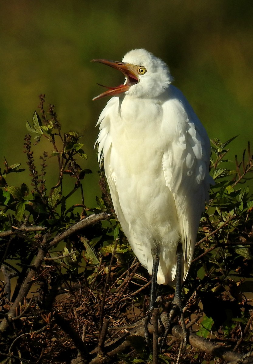 Египетская цапля (ibis) - ML38153121