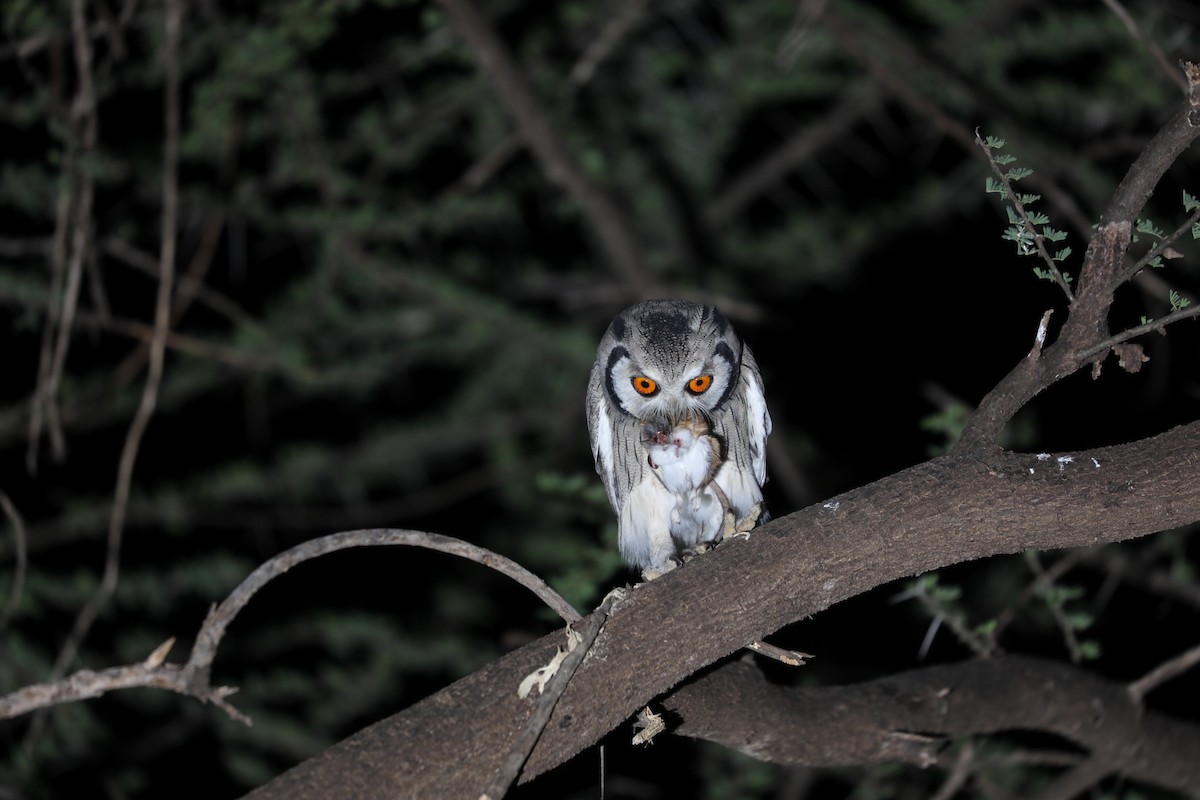 Northern White-faced Owl - ML381531761