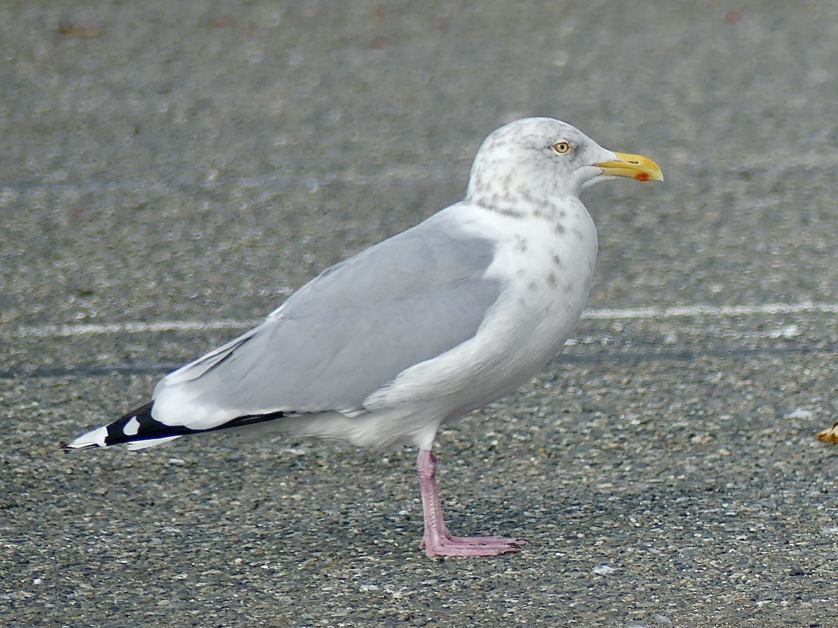 Herring Gull (American) - ML381532941