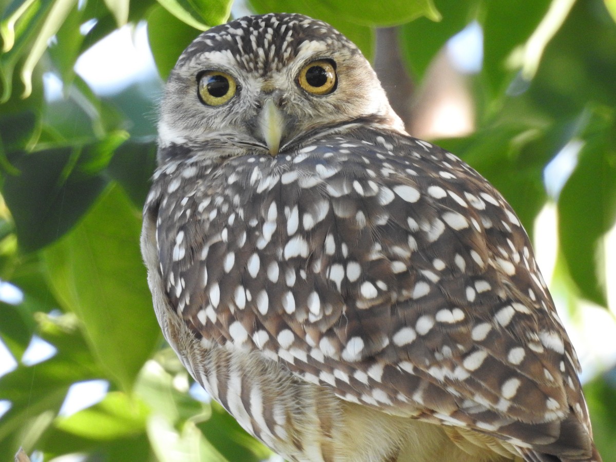 Burrowing Owl - Bridget Davis