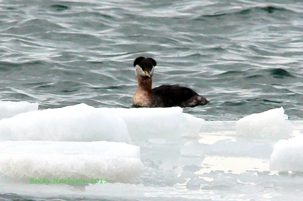 Red-necked Grebe - ML38153701