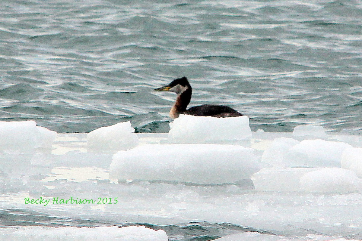 Red-necked Grebe - ML38153711