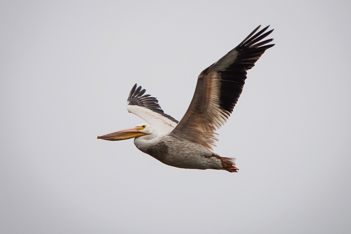 American White Pelican - Gretchen Locy