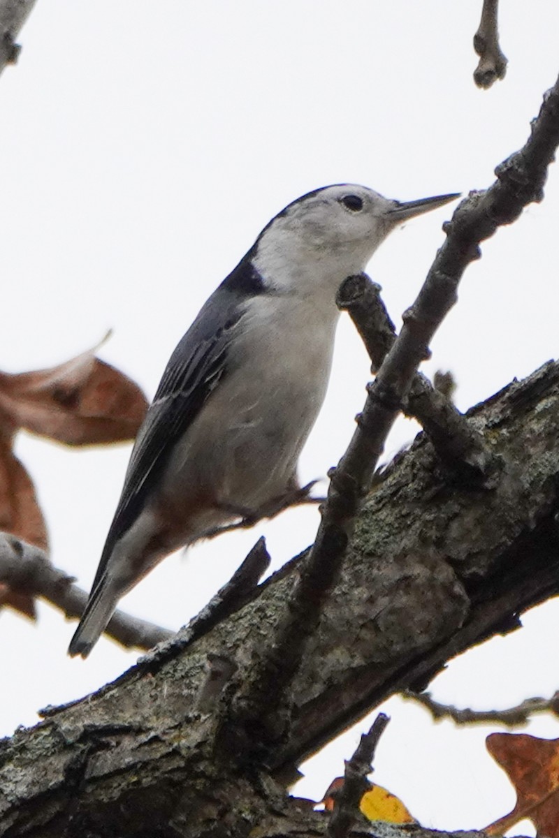 White-breasted Nuthatch - ML381543071
