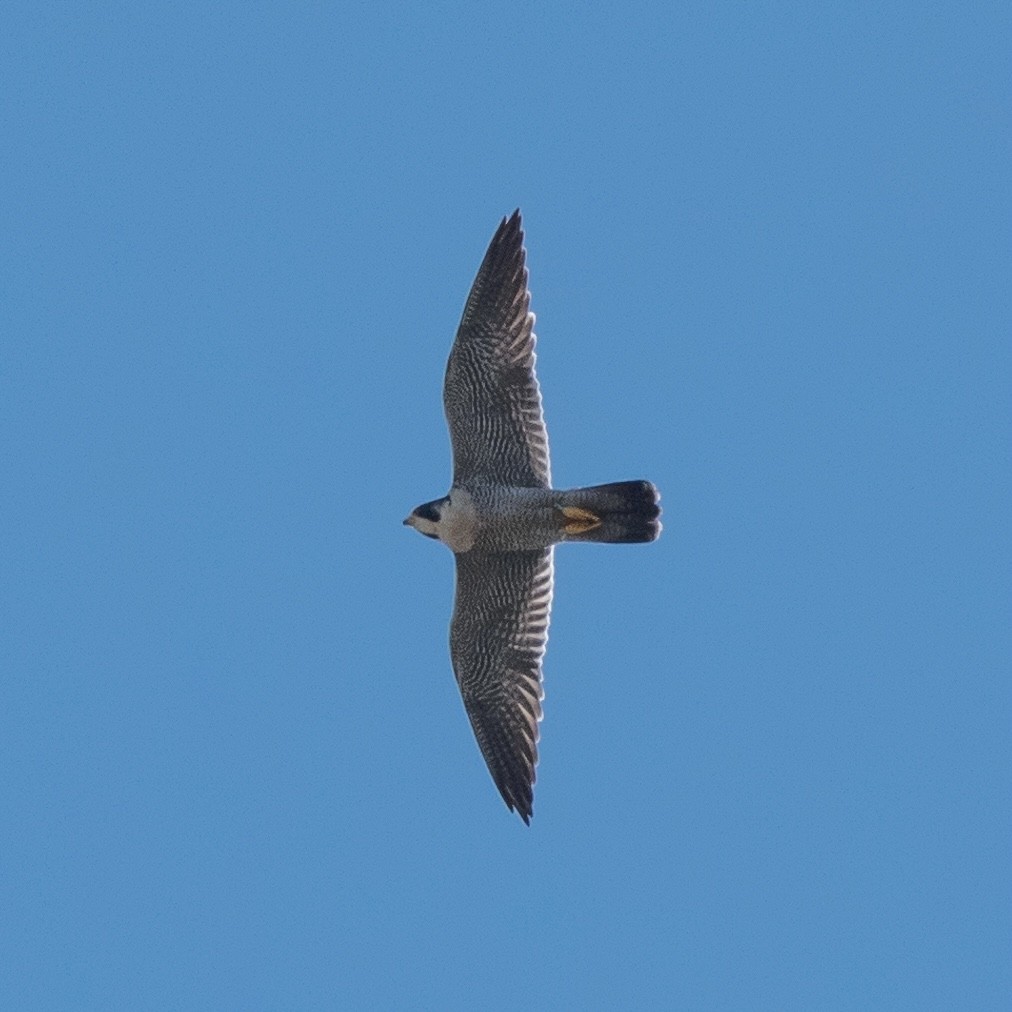 Ebird Checklist - 20 Oct 2021 - Hudson River Park--pier 26, Tribeca 