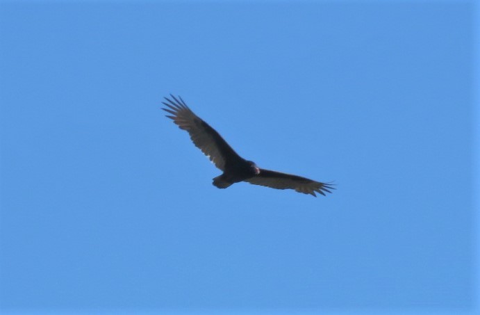 Turkey Vulture - ML381552071