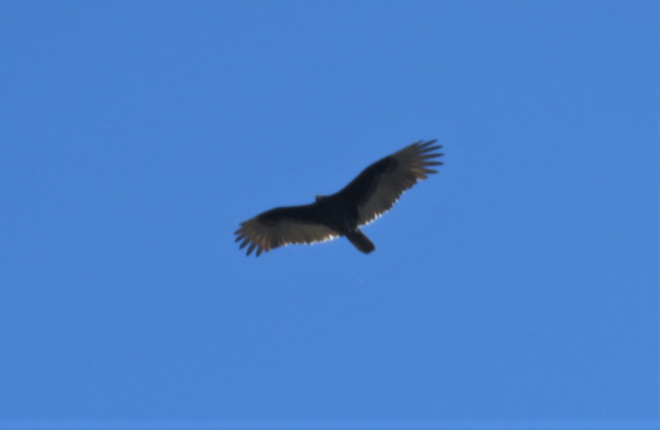 Turkey Vulture - ML381552091