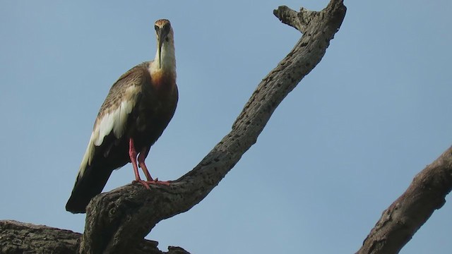 ibis bělokřídlý - ML381552541