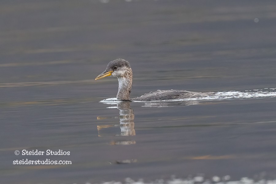 Red-necked Grebe - ML381556981