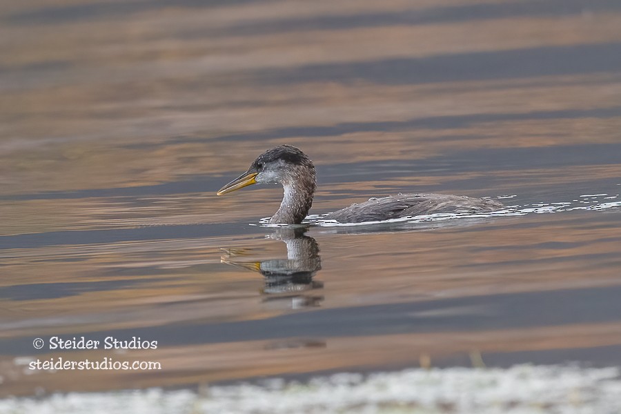 Red-necked Grebe - ML381556991
