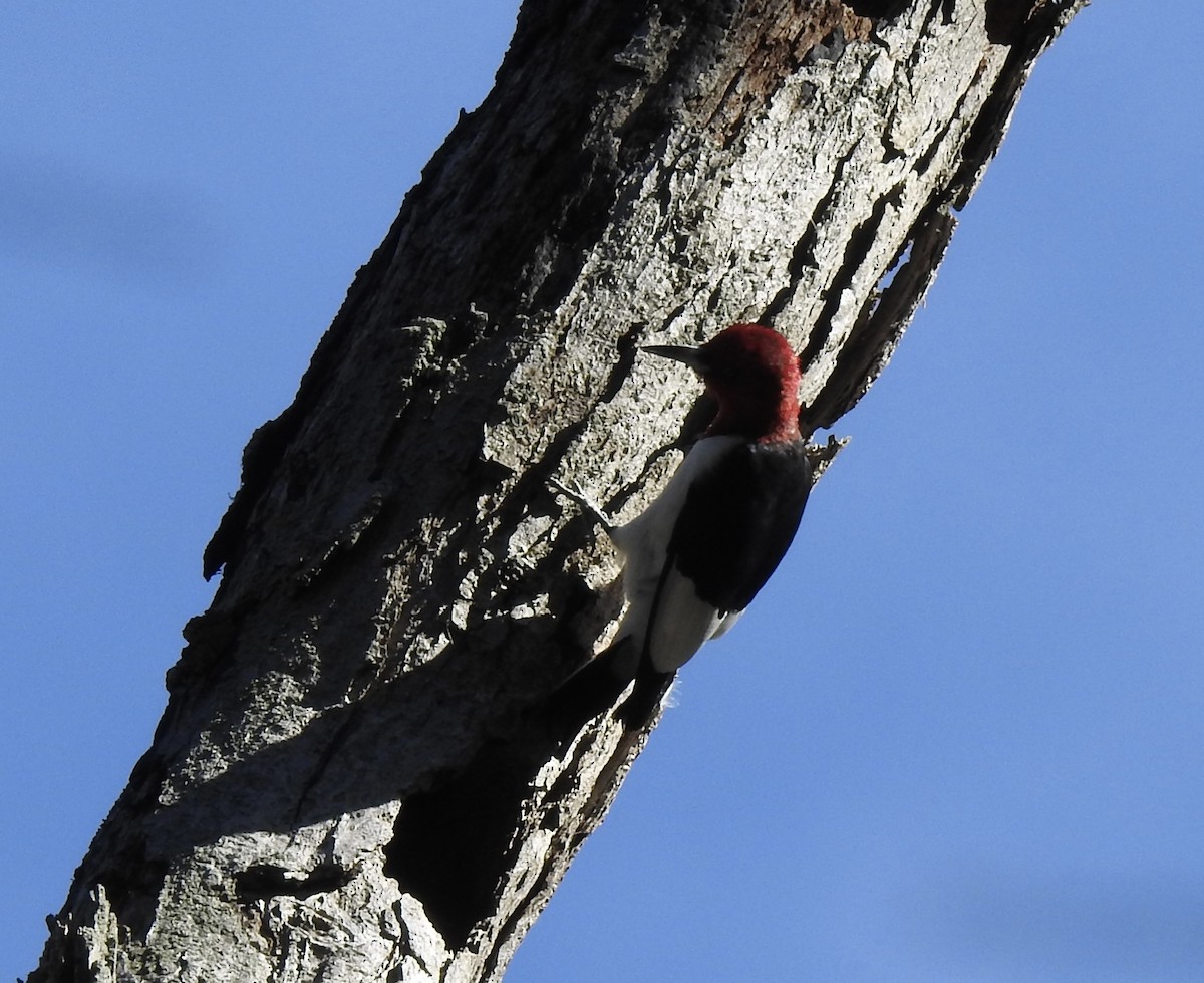 Red-headed Woodpecker - ML381562921