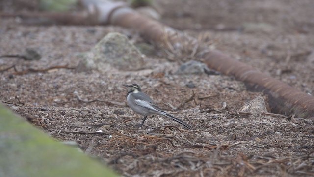 White Wagtail (Black-backed) - ML381570061