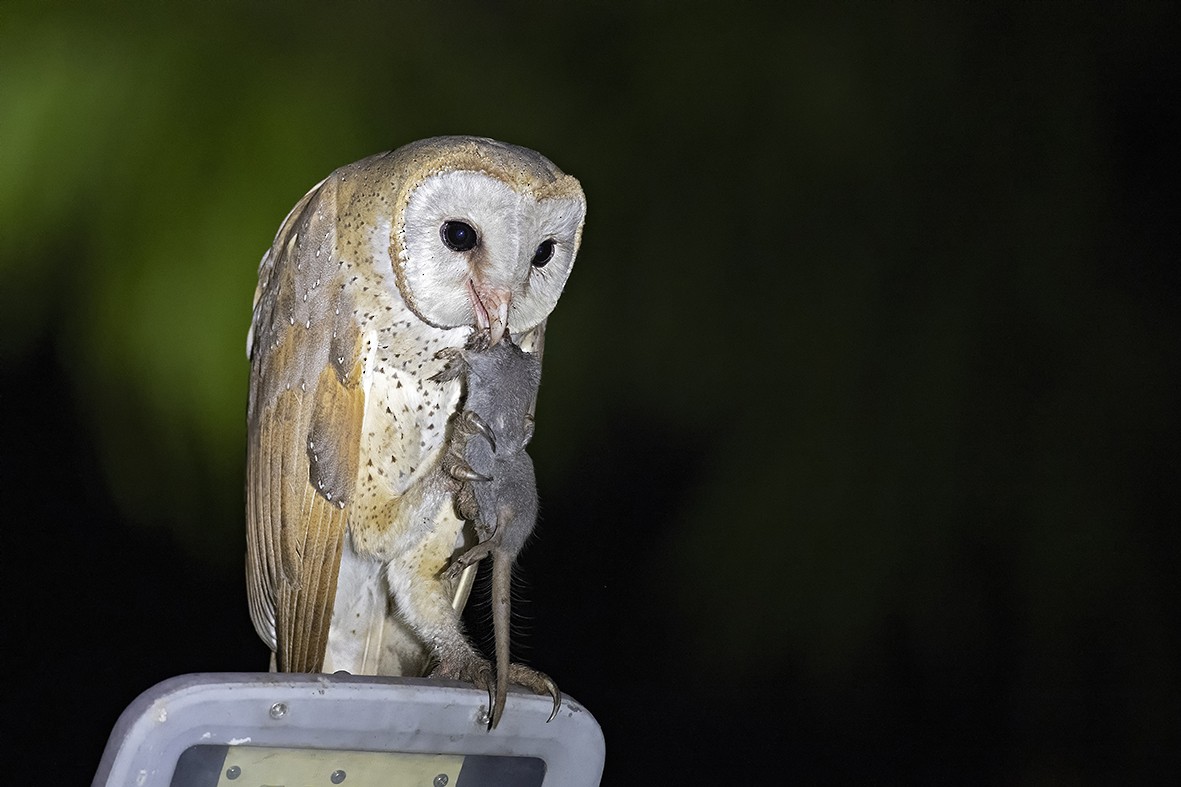 Barn Owl - Arpit Bansal